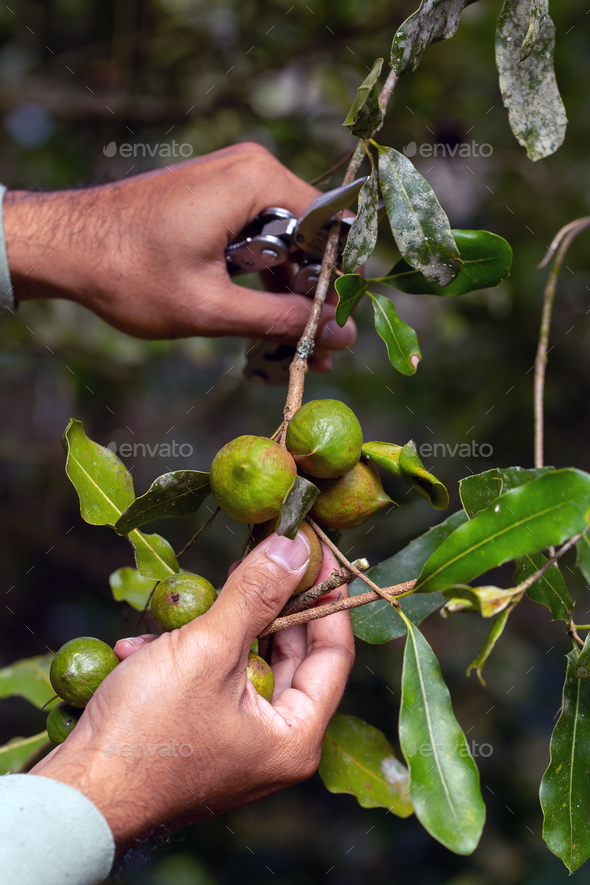 Macadamia nuts on the evergreen tree, macadamia plantation expensive